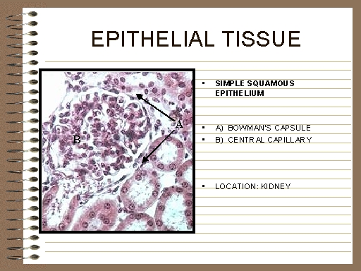 EPITHELIAL TISSUE